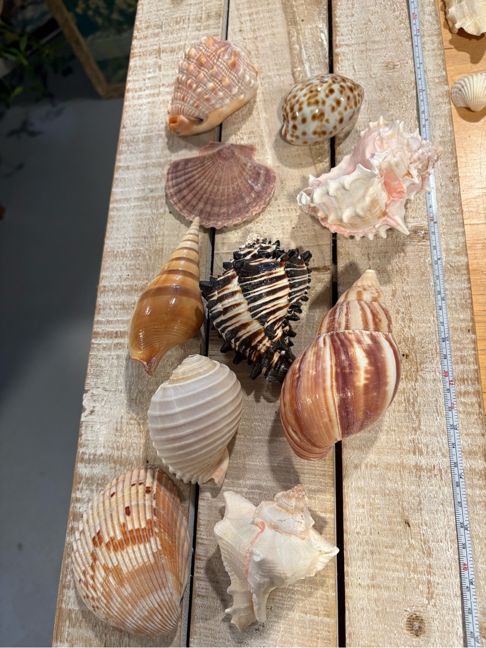 SEASHELLS ~ Real Large Natural Seashell Lot Decor Collection Murex